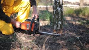 Best Tree Planting Service  in Custer, SD