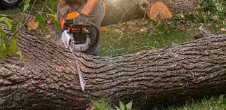 Best Tree Preservation Services  in Custer, SD