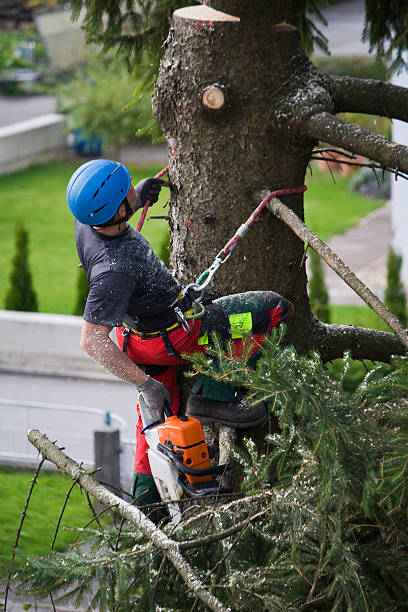 Best Lawn Watering Services  in Custer, SD